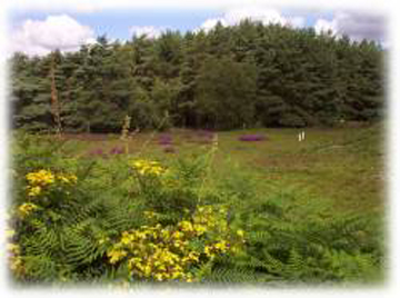 Back of Beyond, New Forest, Hampshire