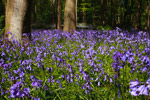 Camping near Bluebell Woods