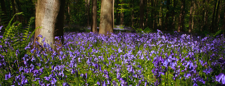 Camping near Bluebell Woods