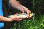 Campsites near Fly Fishing