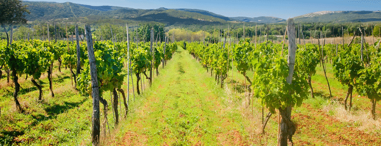 Campsites near Vineyards