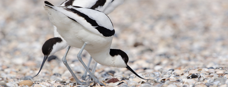 Campsites near Birdwatching