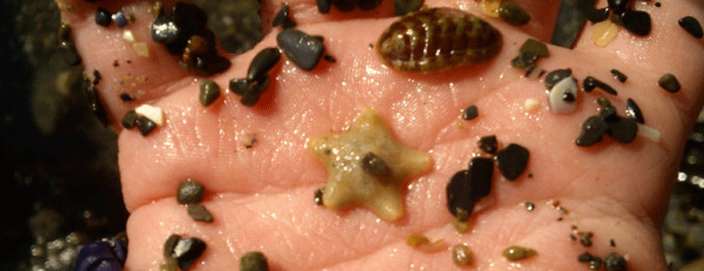 Campsites near Rock Pooling