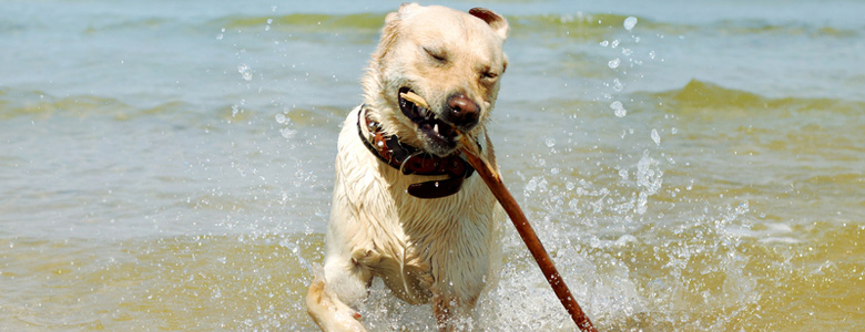 Campsites near dog friendly beaches