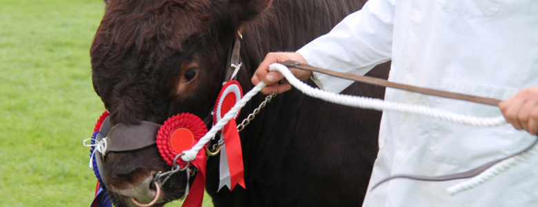 Campsites Near Agricultural Shows