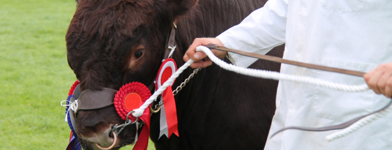 Campsites Near Agricultural Shows