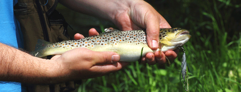 Campsites near Fly Fishing