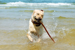 Campsites in UK regions with dog friendly beaches